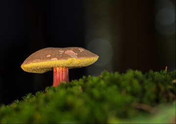 Pilzbericht 2025 - Rotfuss